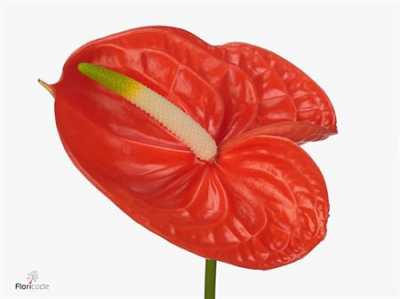 Антуриум Saffron