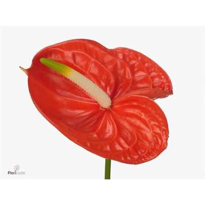 Антуриум Saffron