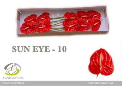 Anth Sun Eye