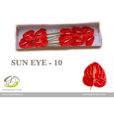 Anth Sun Eye