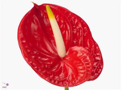 Антуриум Tropical