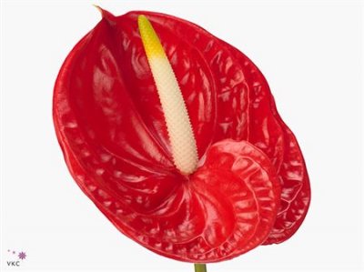 Anth Tropical