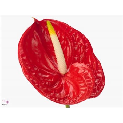 Anth Tropical