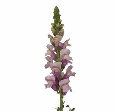 Антириум Лаванда (Lavendel)