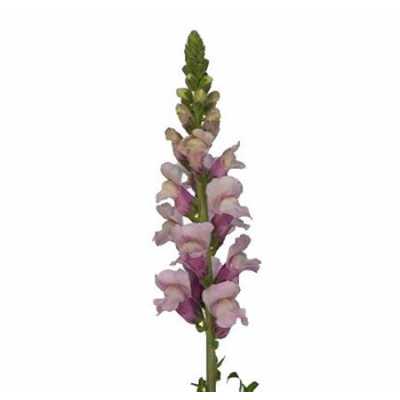 Антириум Лаванда (Lavendel)