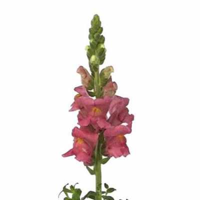 Антириум Розовый (Pink)