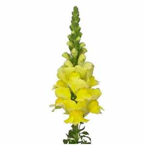 Антириум Жёлтый (Yellow)