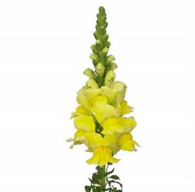 Антириум Жёлтый (Yellow)