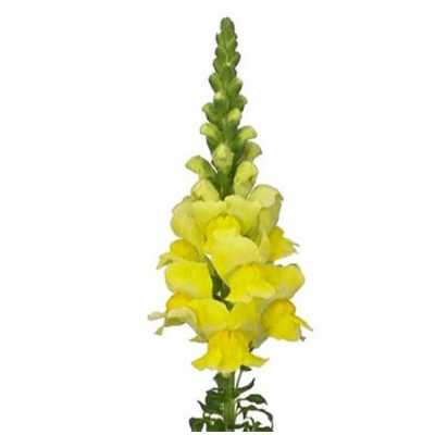Антириум Жёлтый (Yellow)