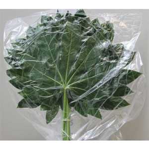 Aralia Extra Vacuum X5