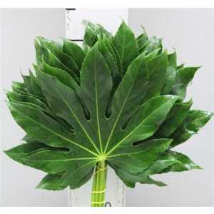 Aralia Medium Vacuum X5