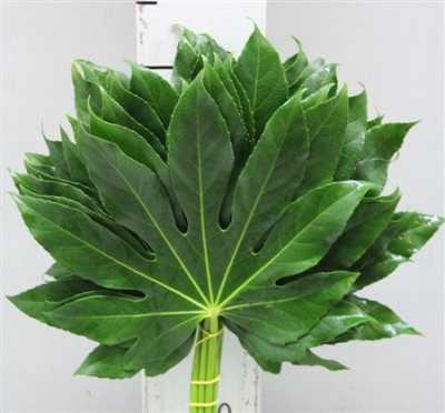 Аралия Medium Vacuum X5