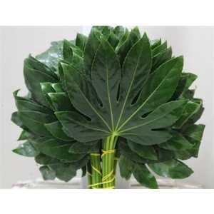 Aralia Small Mignon