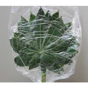 Aralia Small Vacuum X1