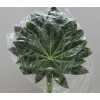 Aralia Super Vacuum X1