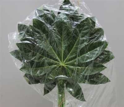 Aralia Super Vacuum X1