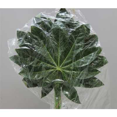 Aralia Super Vacuum X1