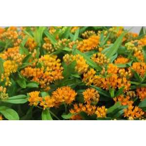 Асклепия Tuberosa