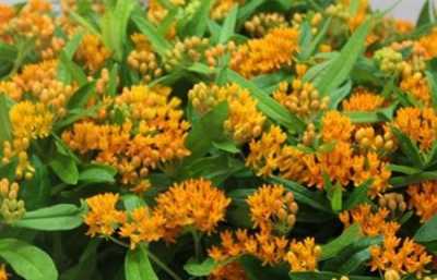 Асклепия Tuberosa