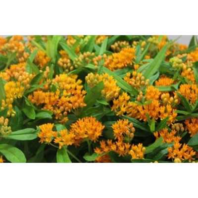 Асклепия Tuberosa