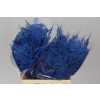 Asparagus 1e Veren Blue