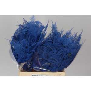 Asparagus 1e Veren Blue