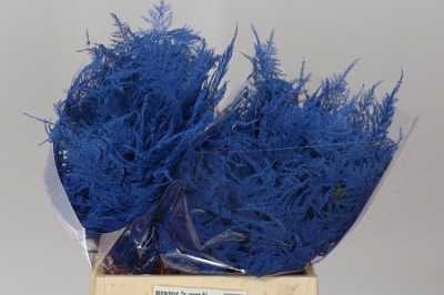Asparagus 1e Veren Blue