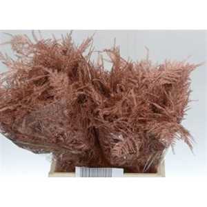 Asparagus 1e Veren Bronze