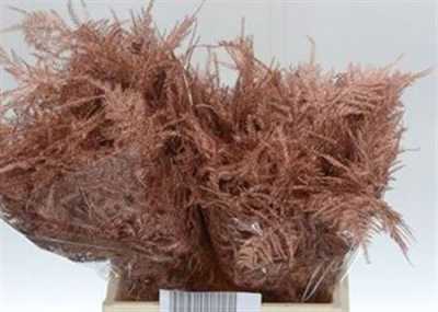 Asparagus 1e Veren Bronze