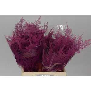 Asparagus 1e Veren Cerise