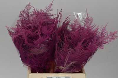 Asparagus 1e Veren Cerise