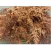 Asparagus 1e Veren Copper