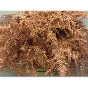 Asparagus 1e Veren Copper