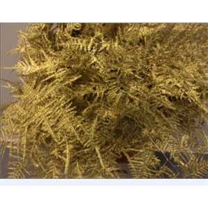 Asparagus 1e Veren Gold