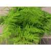Asparagus 1e Veren Green Painted