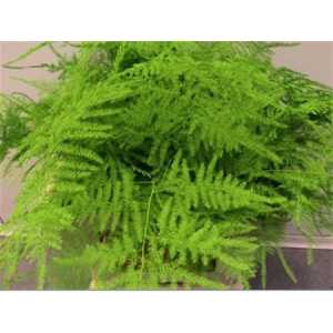 Asparagus 1e Veren Green Painted