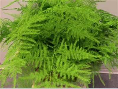 Asparagus 1e Veren Green Painted