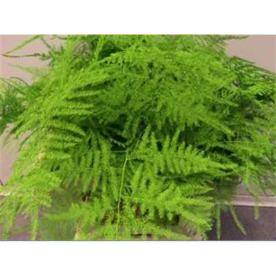 Asparagus 1e Veren Green Painted