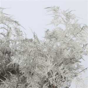 Asparagus 1e Veren Grey