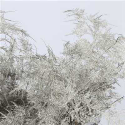 Asparagus 1e Veren Grey
