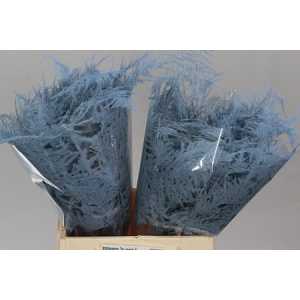 Asparagus 1e Veren Light Blue