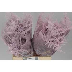 Asparagus 1e Veren Light Pink