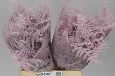 Asparagus 1e Veren Light Pink