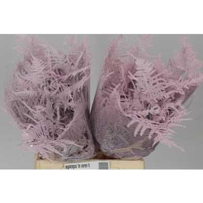 Asparagus 1e Veren Light Pink