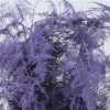 Asparagus 1e Veren Lilac