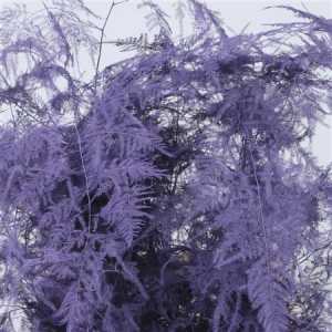Asparagus 1e Veren Lilac