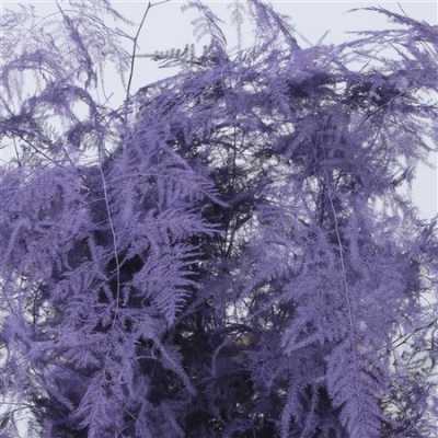 Asparagus 1e Veren Lilac