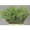 Asparagus 1e Veren Mint