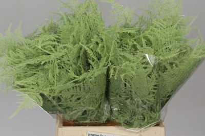 Asparagus 1e Veren Mint