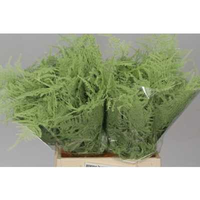Asparagus 1e Veren Mint